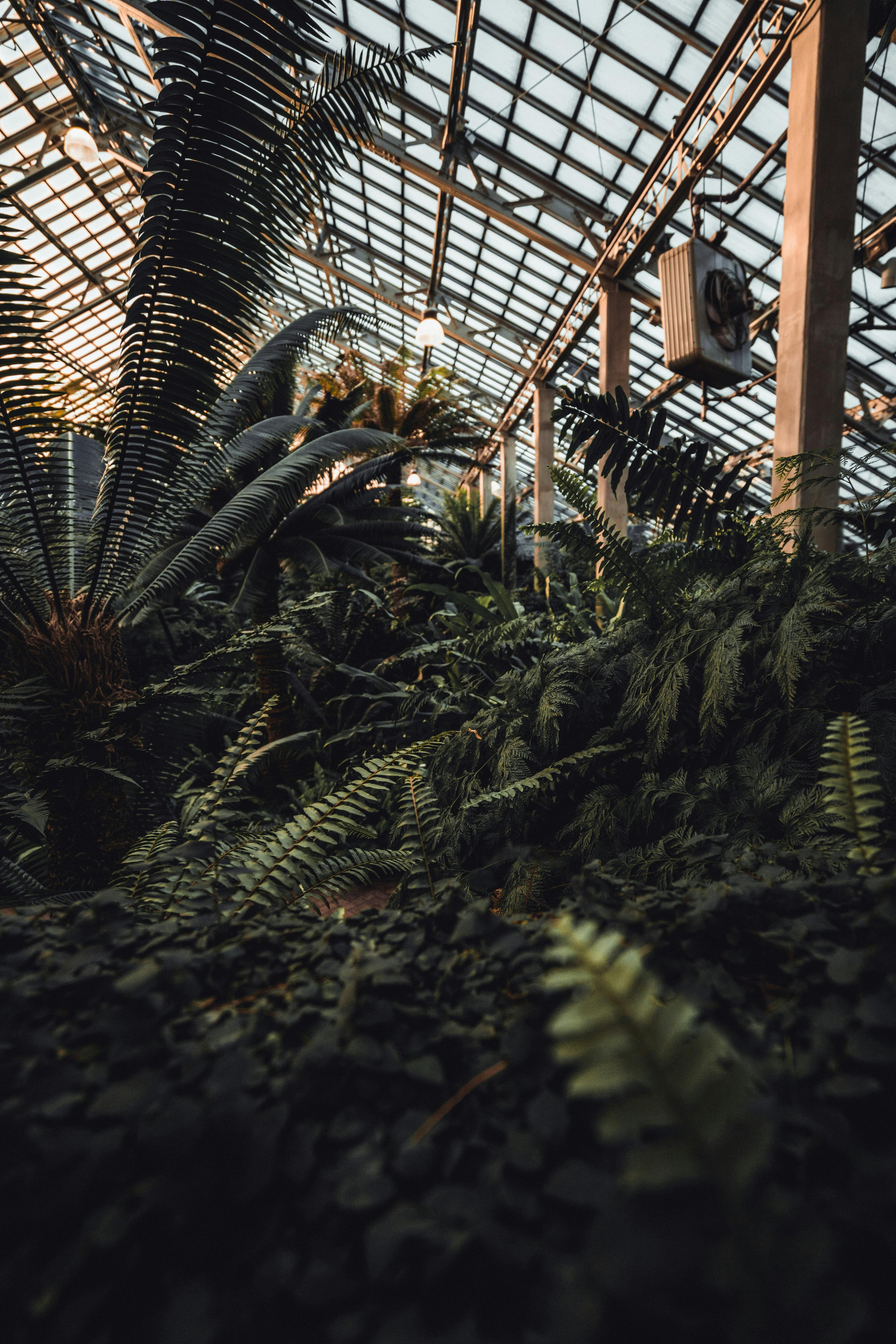 Greenhouse background